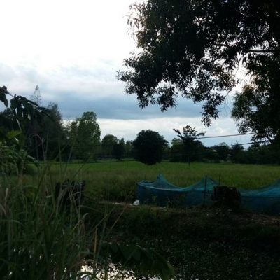 ขายที่ดิน 16 ไร่ 55 ตรว. ติดถนน 4 เลน(แบ่งขายได้) ขายที่ดิน 16 ไร่ 55 ตรว. ติดถนน 4 เลน(แบ่งขายได้)