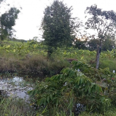 ขายที่ดิน 16 ไร่ 55 ตรว. ติดถนน 4 เลน(แบ่งขายได้) ขายที่ดิน 16 ไร่ 55 ตรว. ติดถนน 4 เลน(แบ่งขายได้)