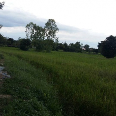 ขายที่ดิน 16 ไร่ 55 ตรว. ติดถนน 4 เลน(แบ่งขายได้) ขายที่ดิน 16 ไร่ 55 ตรว. ติดถนน 4 เลน(แบ่งขายได้)