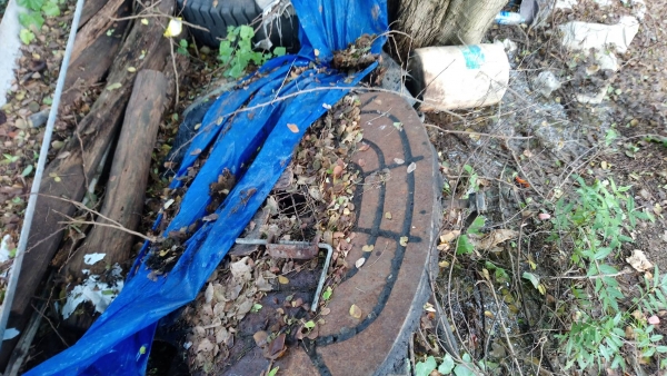 จานหน้าวัว