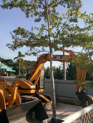 ขายด่วน***CAT 308 BSR รถขุดตีนตะขาบขนาดใหญ่ เก่านอก ขายตามสภาพ มีเอกสาร / มีเก๋ง / ใบมีด / พร้อมด้วยลายเจาะหัวกระแทก ที่มากะตัวรถ รถ+หัวเจาะ 650,000 บาท เอาแค่ตัวรถ ราคา580,000 บาท สนใจ 089-2619445 ขายด่วน***CAT 308 BSR รถขุดตีนตะขาบขนาดใหญ่ เก่านอก ขายตามสภาพ มีเอกสาร / มีเก๋ง / ใบมีด / พร้อมด้วยลายเจาะหัวกระแทก ที่มากะตัวรถ รถ+หัวเจาะ 650,000 บาท เอาแค่ตัวรถ ราคา580,000 บาท สนใจ 089-2619445