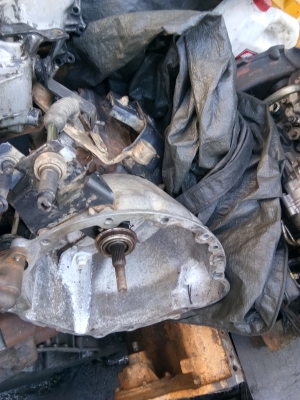 เกีร์ย อืซุสุ เอลฟ์ สวยๆรับประกันไม่หอนไม่ดัง มีหลายลูกให้เลือก