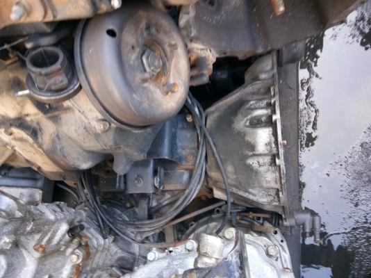 เกีร์ย อืซุสุ เอลฟ์ สวยๆรับประกันไม่หอนไม่ดัง มีหลายลูกให้เลือก