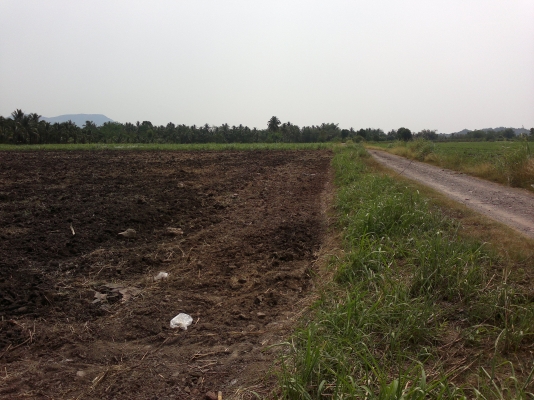 ขายที่โฉนดเขตเทศบาลวังไทรอำเภอปากช่อง