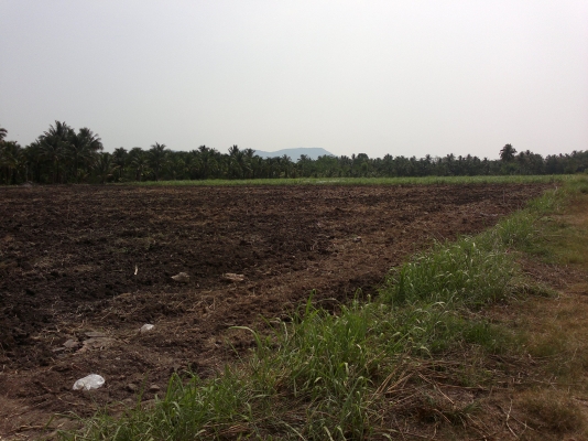 ขายที่โฉนดเขตเทศบาลวังไทรอำเภอปากช่อง