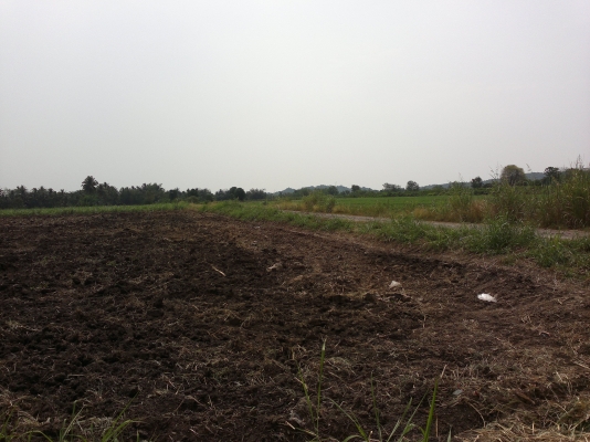 ขายที่โฉนดเขตเทศบาลวังไทรอำเภอปากช่อง