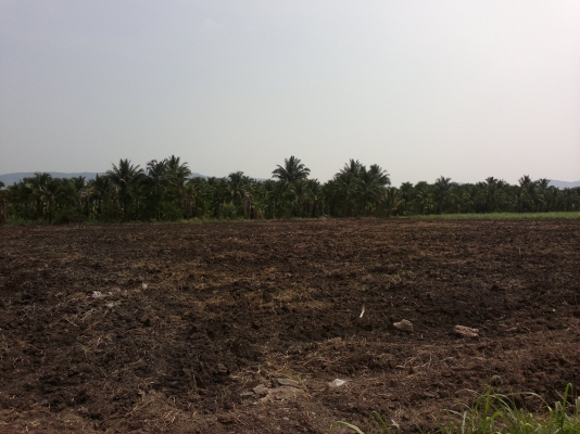 ขายที่โฉนดเขตเทศบาลวังไทรอำเภอปากช่อง