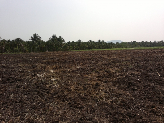 ขายที่โฉนดเขตเทศบาลวังไทรอำเภอปากช่อง