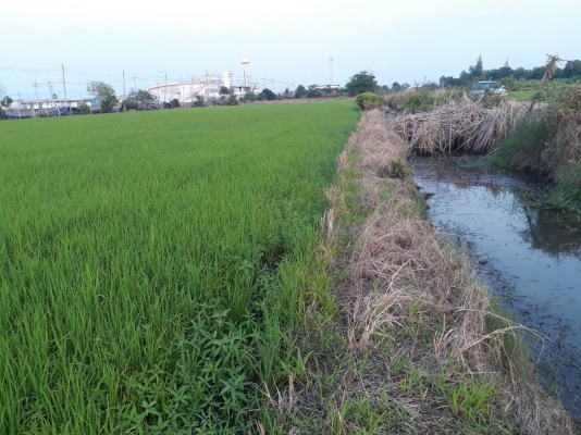 ขายที่ดิน 3 งานๆล่ะ 500,000 บาท