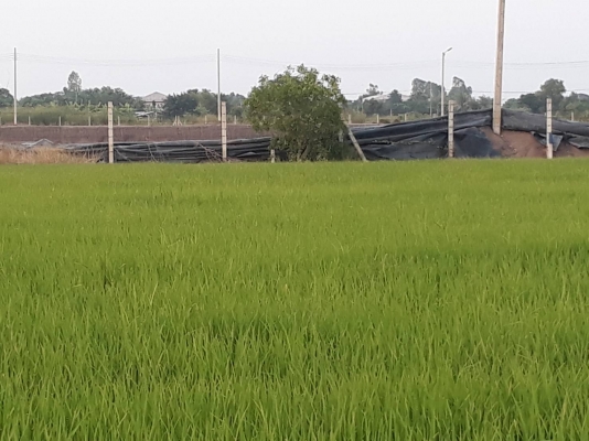 ขายที่ดิน 3 งานๆล่ะ 500,000 บาท