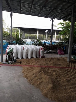 ขายเครื่องสูบน้ำ ๔ สูบ แถมเมล็ดพันธุ์ข้าวหอมมะลิธรรมศาสตร์ ๑๐๐ โล