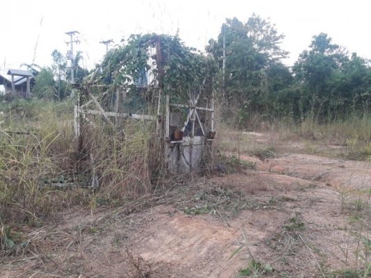 บาอ้อยกล่อง