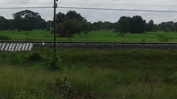 ขายที่นา บัวใหญ่ โคราช 13ไร่ ขายที่นา บัวใหญ่ โคราช 13ไร่