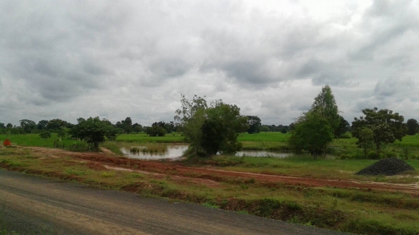 ขายที่นา บัวใหญ่ โคราช 13ไร่ ขายที่นา บัวใหญ่ โคราช 13ไร่