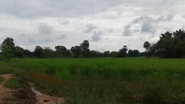 ขายที่นา บัวใหญ่ โคราช 13ไร่ ขายที่นา บัวใหญ่ โคราช 13ไร่