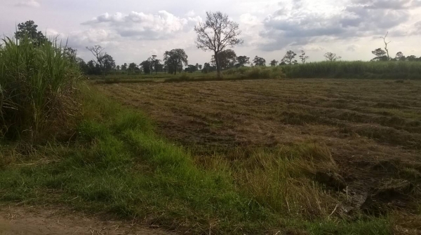 ขายที่ดิน โฉนดเนื้อที่ 12 ไร่ ขายไร่ละ 200,000 บาท หากเงินท่านไม่พอ เอารถไถ รถเกี่ยวข้าว หรือ รถ6ล้อดั๊ม เติมแทนเงินได้ ขายที่ดิน โฉนดเนื้อที่ 12 ไร่ ขายไร่ละ 200,000 บาท หากเงินท่านไม่พอ เอารถไถ รถเกี่ยวข้าว หรือ รถ6ล้อดั๊ม เติมแทนเงินได้