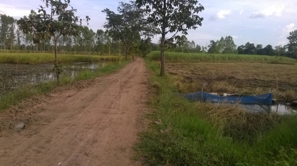 ขายที่ดิน โฉนดเนื้อที่ 12 ไร่ ขายไร่ละ 200,000 บาท หากเงินท่านไม่พอ เอารถไถ รถเกี่ยวข้าว หรือ รถ6ล้อดั๊ม เติมแทนเงินได้ ขายที่ดิน โฉนดเนื้อที่ 12 ไร่ ขายไร่ละ 200,000 บาท หากเงินท่านไม่พอ เอารถไถ รถเกี่ยวข้าว หรือ รถ6ล้อดั๊ม เติมแทนเงินได้