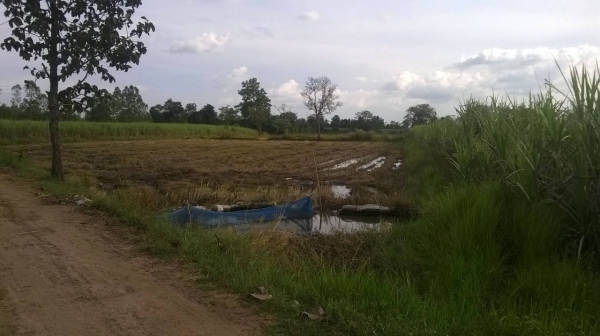 ขายที่ดิน โฉนดเนื้อที่ 12 ไร่ ขายไร่ละ 200,000 บาท หากเงินท่านไม่พอ เอารถไถ รถเกี่ยวข้าว หรือ รถ6ล้อดั๊ม เติมแทนเงินได้ ขายที่ดิน โฉนดเนื้อที่ 12 ไร่ ขายไร่ละ 200,000 บาท หากเงินท่านไม่พอ เอารถไถ รถเกี่ยวข้าว หรือ รถ6ล้อดั๊ม เติมแทนเงินได้