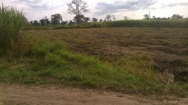 ขายที่ดิน โฉนดเนื้อที่ 12 ไร่ ขายไร่ละ 200,000 บาท หากเงินท่านไม่พอ เอารถไถ รถเกี่ยวข้าว หรือ รถ6ล้อดั๊ม เติมแทนเงินได้ ขายที่ดิน โฉนดเนื้อที่ 12 ไร่ ขายไร่ละ 200,000 บาท หากเงินท่านไม่พอ เอารถไถ รถเกี่ยวข้าว หรือ รถ6ล้อดั๊ม เติมแทนเงินได้