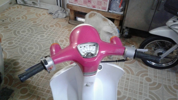 ขาย honda giorno 50 cc.