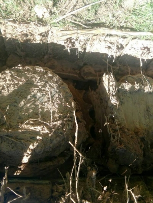 KOBELCO SK120 MARK 5