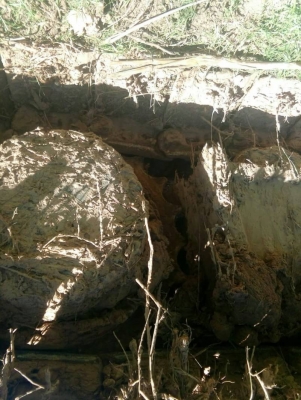 ขาย 695,000  KOBELCO SK  120-5 ไฟฟ้าเต็ม เครื่องดีเอวแน่น โซ่สวย ปั้มแรง ใบแทกหนา  อินวอยทร์ รถอยู่ บุรีรัมย์  090-772-3710 090-772-3708