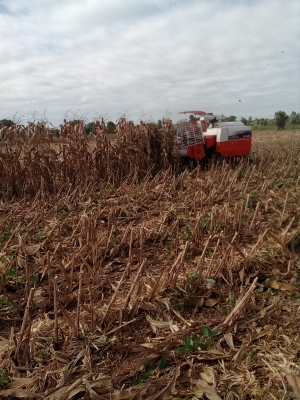 ขายรถเกี่ยวข้าวdc68 g ปี 54 พร้อมใช้งาน เอกสารพร้อมโอน เจ้าของขายเองต่อรองครับ