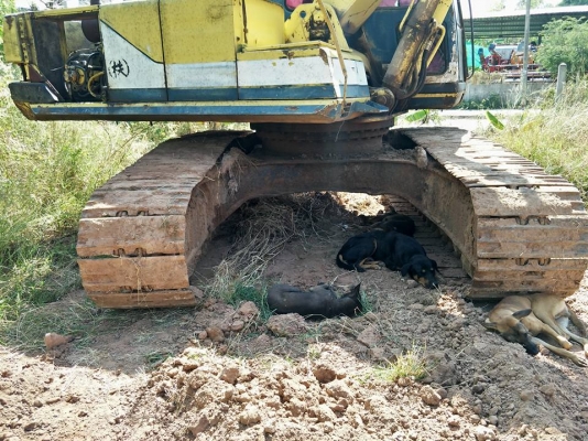 แบ็คโฮ 220 เจ้าของขายเอง ดูรถได้ที่อ.บัวใหญ่-สีดา นครราชสีมา โทร/ไลน์ 0856390132 แบ็คโฮ 220 เจ้าของขายเอง ดูรถได้ที่อ.บัวใหญ่-สีดา นครราชสีมา โทร/ไลน์ 0856390132