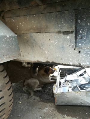 ขายลูก 3 คาน ขายลูก 3 คาน