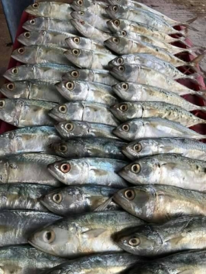 ขายปลาทูหอมส่ง13บาทพร้อมส่งทุกจังหวัดโทร0643130366