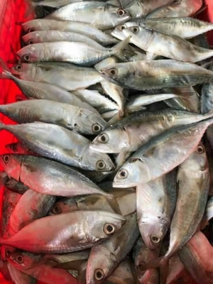 ขายปลาทูหอมส่ง13บาทพร้อมส่งทุกจังหวัดโทร0643130366