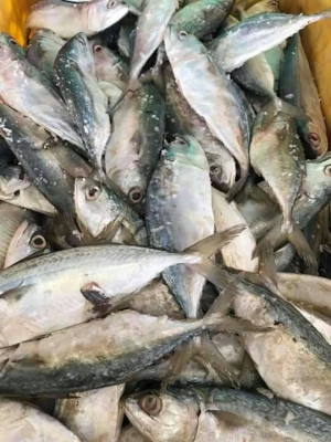 ขายปลาทูหอมส่ง13บาทพร้อมส่งทุกจังหวัดโทร0643130366