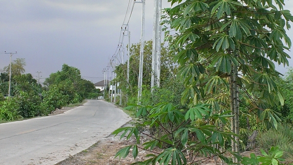 ขายที่ดิน ด่วนน!!!!!!