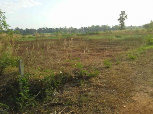 ขายที่ดินด่วน 24 ไร่43ตารางวา อยู่ติดถนนสายภูเวียง-หนองบัวลำภู 15กิโลเมตร พร้อมโฉนดที่ดินค่ะ ขายที่ดินด่วน 24 ไร่43ตารางวา อยู่ติดถนนสายภูเวียง-หนองบัวลำภู 15กิโลเมตร พร้อมโฉนดที่ดินค่ะ