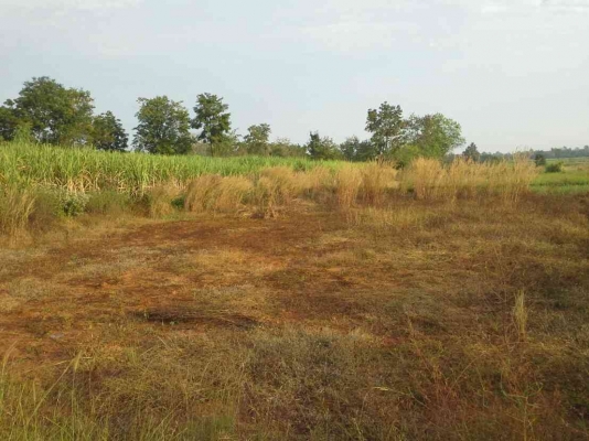 ขายที่ดินด่วน 24 ไร่43ตารางวา อยู่ติดถนนสายภูเวียง-หนองบัวลำภู 15กิโลเมตร พร้อมโฉนดที่ดินค่ะ ขายที่ดินด่วน 24 ไร่43ตารางวา อยู่ติดถนนสายภูเวียง-หนองบัวลำภู 15กิโลเมตร พร้อมโฉนดที่ดินค่ะ