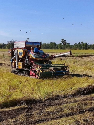 ขายรถเกี่ยวข้าวเจ้าช้างไวไฟปี51เครื่องอีซูซุ260ช่วงล่าง12โรงงาน