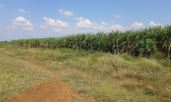 ขายที่ดินเหมาะทำการเกษตร ราคาถูกครับ ยกแปลง หรือแบ่งได้ครับ ขายที่ดินเหมาะทำการเกษตร ราคาถูกครับ ยกแปลง หรือแบ่งได้ครับ