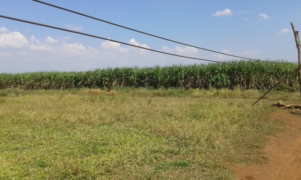 ขายที่ดินเหมาะทำการเกษตร ราคาถูกครับ ยกแปลง หรือแบ่งได้ครับ ขายที่ดินเหมาะทำการเกษตร ราคาถูกครับ ยกแปลง หรือแบ่งได้ครับ