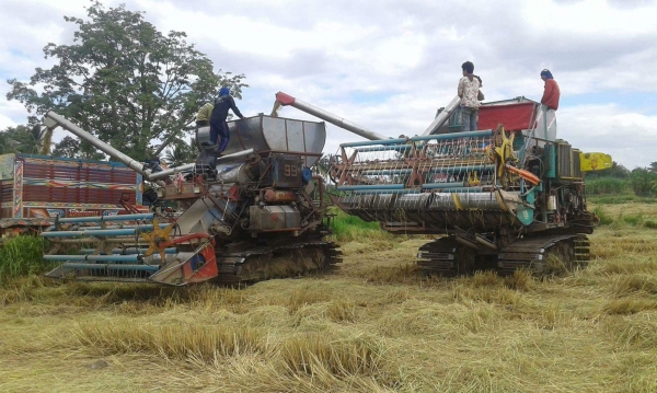 ขายด่วนรถเกี่ยวข้าวพร้อมใช้งาน ติดต่อ 0970709318 ต้อม ดูคลิปการเกี่ยวได้ด้านล่าง