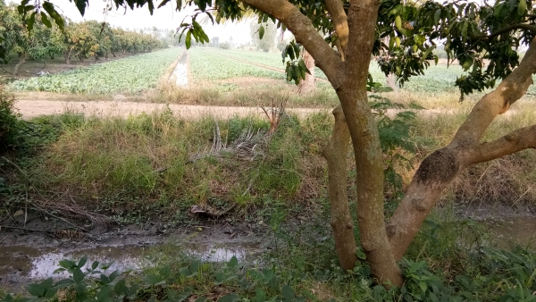 ขายที่ดินเนื้อที่.7ไร่2งานขาย1ล้าน.ฉโนดครับอ่านรายละเอียดเลยครับ.1ล้านออกค่าโอนเอง.ด่วนนะครับ.ที่สวยๆ.. ขายที่ดินเนื้อที่.7ไร่2งานขาย1ล้าน.ฉโนดครับอ่านรายละเอียดเลยครับ.1ล้านออกค่าโอนเอง.ด่วนนะครับ.ที่สวยๆ..