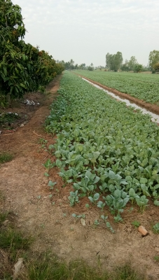 ขายที่ดินเนื้อที่.7ไร่2งานขาย1ล้าน.ฉโนดครับอ่านรายละเอียดเลยครับ.1ล้านออกค่าโอนเอง.ด่วนนะครับ.ที่สวยๆ.. ขายที่ดินเนื้อที่.7ไร่2งานขาย1ล้าน.ฉโนดครับอ่านรายละเอียดเลยครับ.1ล้านออกค่าโอนเอง.ด่วนนะครับ.ที่สวยๆ..