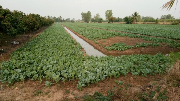 ขายที่ดินเนื้อที่.7ไร่2งานขาย1ล้าน.ฉโนดครับอ่านรายละเอียดเลยครับ.1ล้านออกค่าโอนเอง.ด่วนนะครับ.ที่สวยๆ.. ขายที่ดินเนื้อที่.7ไร่2งานขาย1ล้าน.ฉโนดครับอ่านรายละเอียดเลยครับ.1ล้านออกค่าโอนเอง.ด่วนนะครับ.ที่สวยๆ..