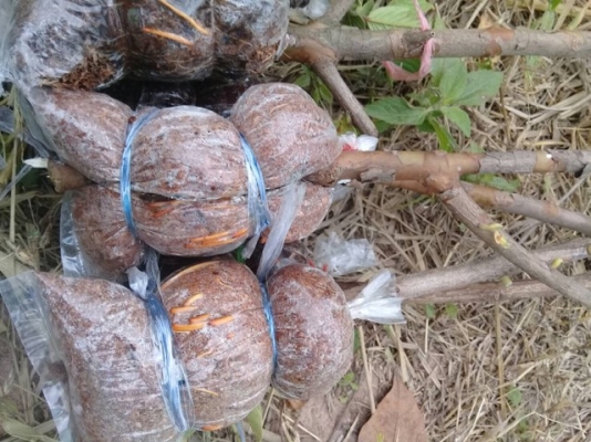 ขายกิ่งตอนฝรั่งสุ่ยมี่ สายน้ำผึ้ง นำเข้าจากใต้หวัน ขายกิ่งตอนฝรั่งสุ่ยมี่ สายน้ำผึ้ง นำเข้าจากใต้หวัน