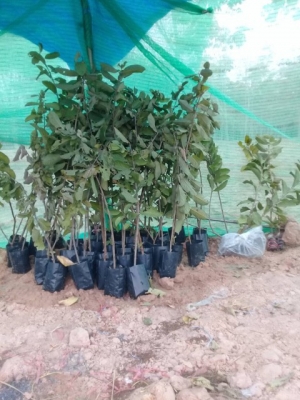 ขายกิ่งตอนฝรั่งสุ่ยมี่ สายน้ำผึ้ง นำเข้าจากใต้หวัน ขายกิ่งตอนฝรั่งสุ่ยมี่ สายน้ำผึ้ง นำเข้าจากใต้หวัน