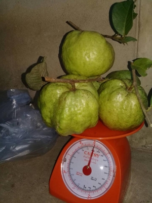 ขายกิ่งตอนฝรั่งสุ่ยมี่ สายน้ำผึ้ง นำเข้าจากใต้หวัน ขายกิ่งตอนฝรั่งสุ่ยมี่ สายน้ำผึ้ง นำเข้าจากใต้หวัน