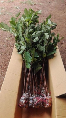 ขายกิ่งตอนฝรั่งสุ่ยมี่ สายน้ำผึ้ง นำเข้าจากใต้หวัน ขายกิ่งตอนฝรั่งสุ่ยมี่ สายน้ำผึ้ง นำเข้าจากใต้หวัน