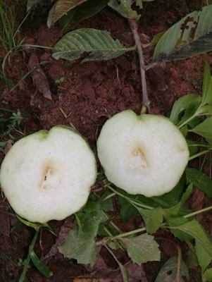 ขายกิ่งตอนฝรั่งสุ่ยมี่ สายน้ำผึ้ง นำเข้าจากใต้หวัน ขายกิ่งตอนฝรั่งสุ่ยมี่ สายน้ำผึ้ง นำเข้าจากใต้หวัน