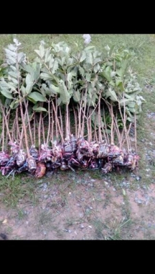 ขายกิ่งตอนฝรั่งสุ่ยมี่ สายน้ำผึ้ง นำเข้าจากใต้หวัน