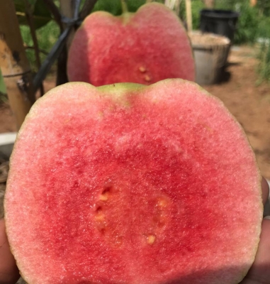 ขายกิ่งตอนฝรั่งสุ่ยมี่ สายน้ำผึ้ง นำเข้าจากใต้หวัน ขายกิ่งตอนฝรั่งสุ่ยมี่ สายน้ำผึ้ง นำเข้าจากใต้หวัน