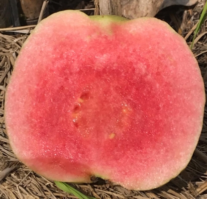 ขายกิ่งตอนฝรั่งสุ่ยมี่ สายน้ำผึ้ง นำเข้าจากใต้หวัน ขายกิ่งตอนฝรั่งสุ่ยมี่ สายน้ำผึ้ง นำเข้าจากใต้หวัน